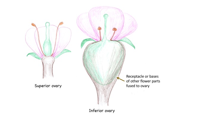 Accessory tissue on inferor ovaries